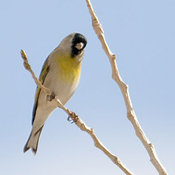 Lawrence's Goldfinch